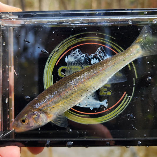 The Crick Chamber Fish Photo Box