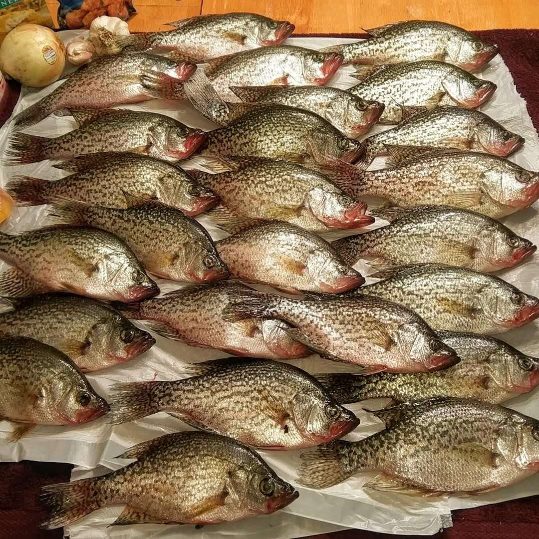 CAM'S 100pc 2" BLAZE HOLOGRAM FLAKE STINGER SHAD JIG (EXCLUSIVE)