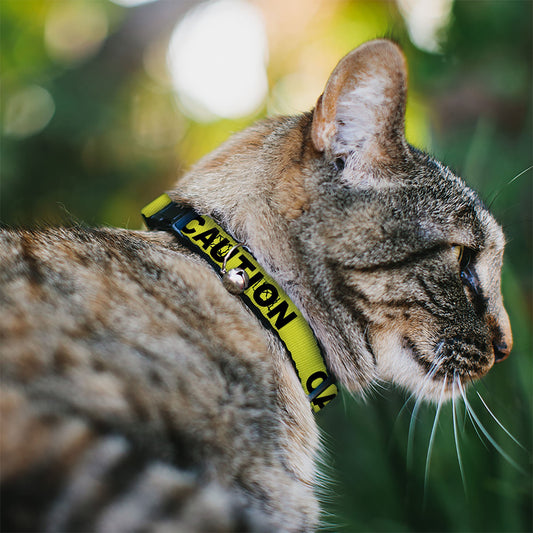Cat Collar Breakaway - Cali License Plates Stacked Vintage