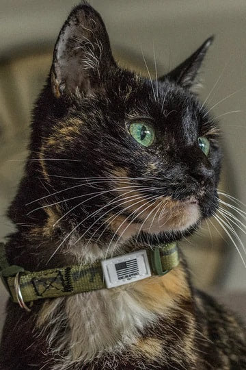 Dog Collar