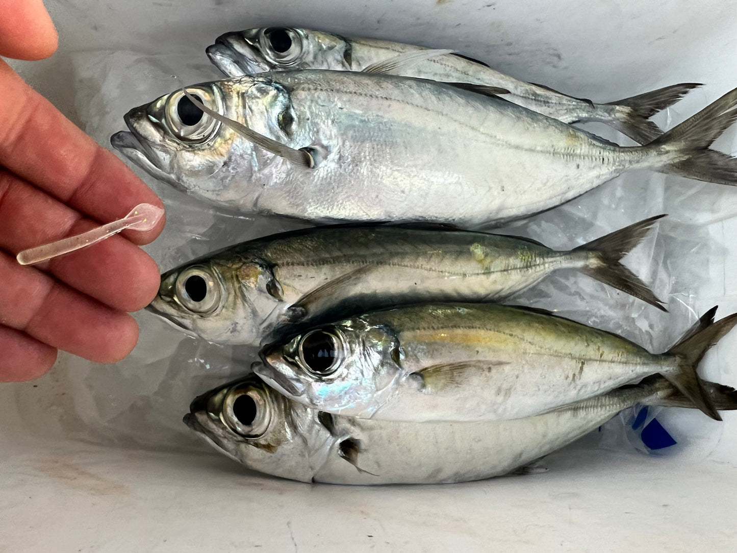 1.5" Bloodworm Spade Tail (BST) 12 pack