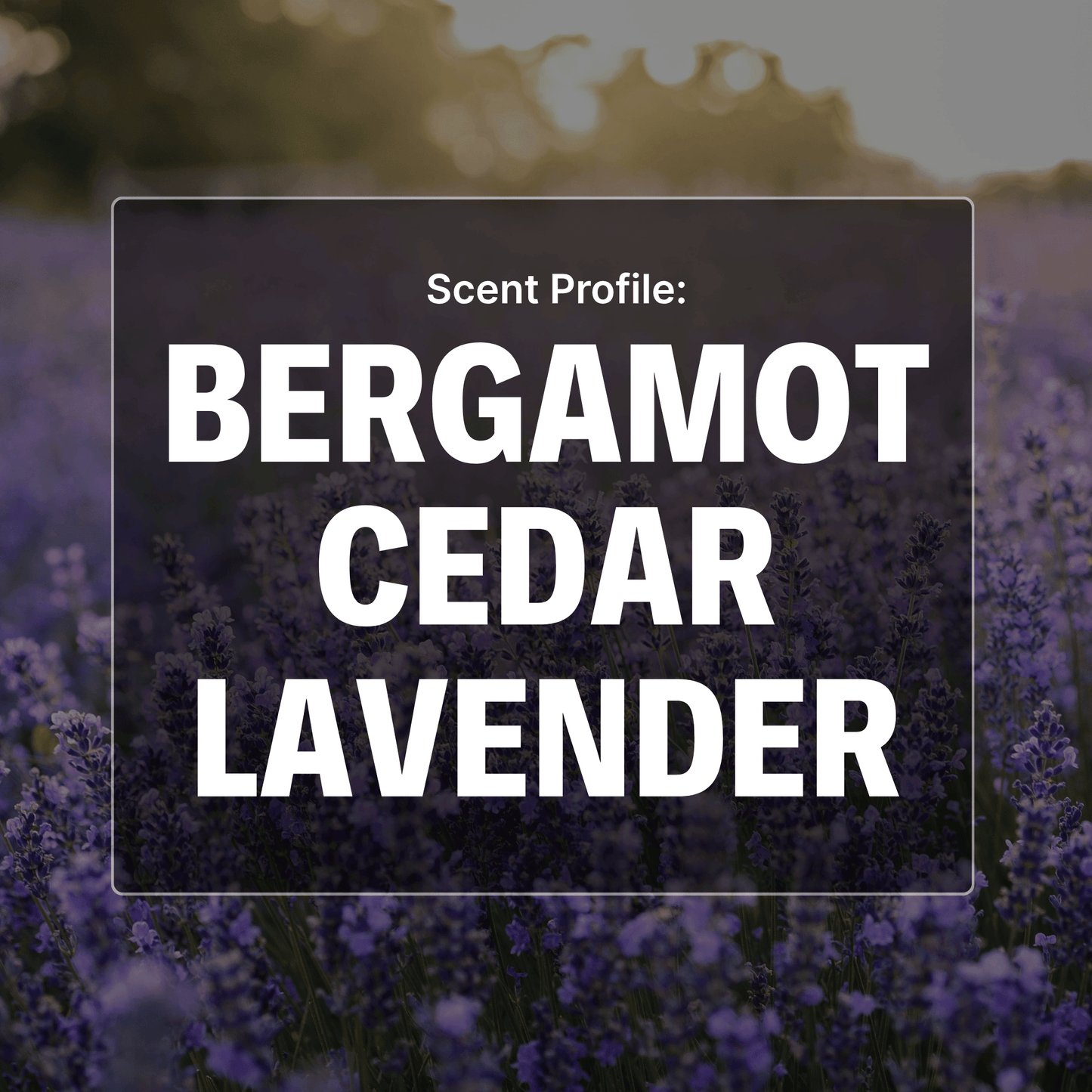 Northern Wind Beard Balm - Bergamot, Cedar, Lavender