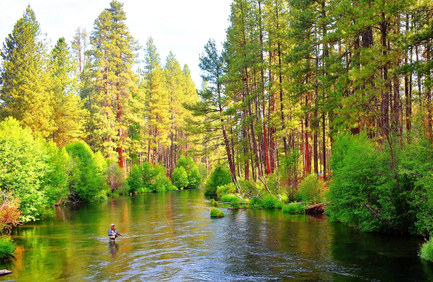 Red Zebra Midge Assortment 3 Each of 3 Sizes 14, 16, 18 - Tailwater Fly Fishing Flies Collection
