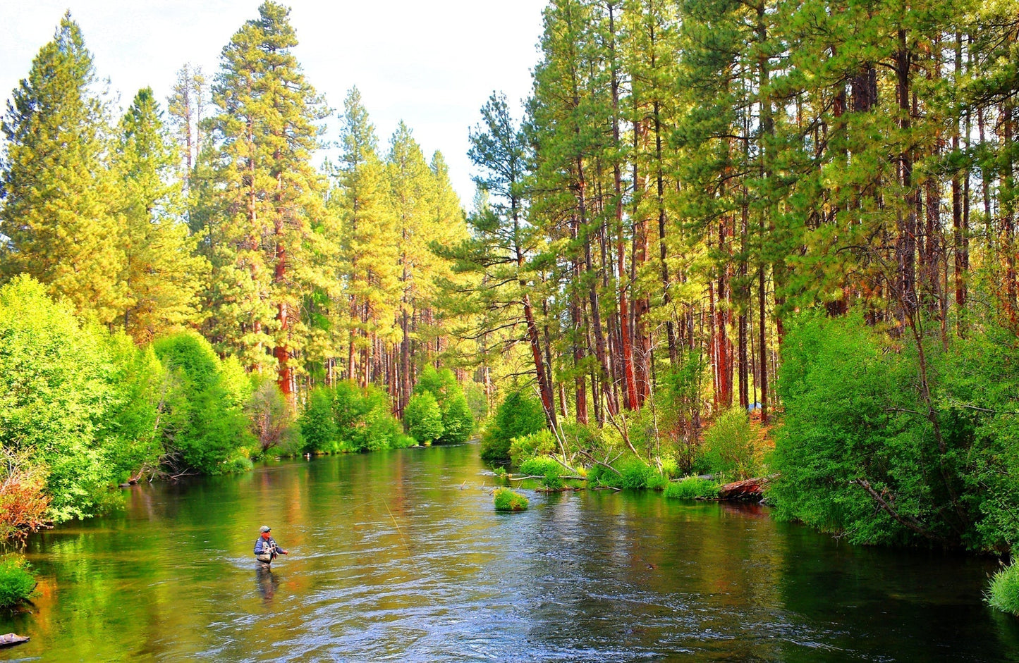Tungsten Bead Soft Hackle Pheasant Tail Tactical Jig Czech Nymph Euro Nymphing Fly - 6 Flies Size 12