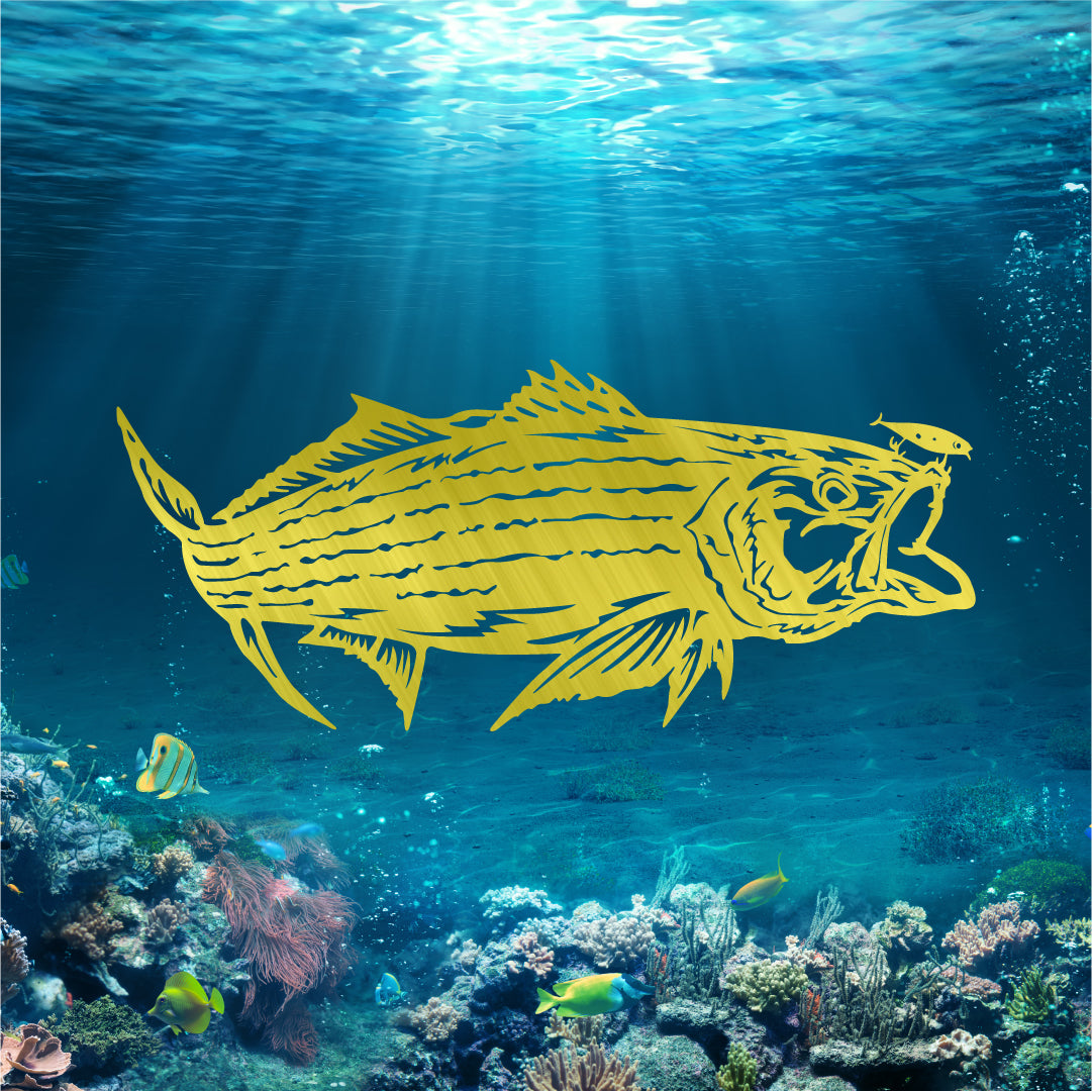 Striped Bass