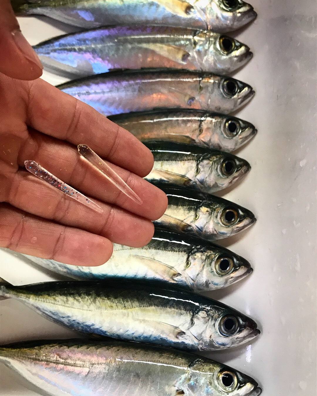 1.5" Bloodworms 60 pack.