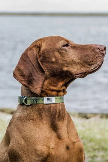 Dog Collar
