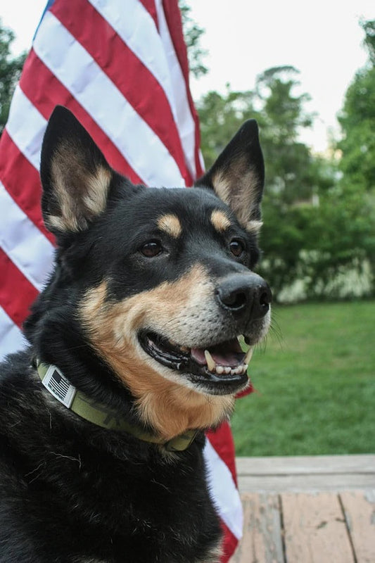 Dog Collar